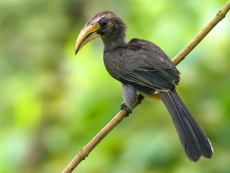 malabar grey hornbill