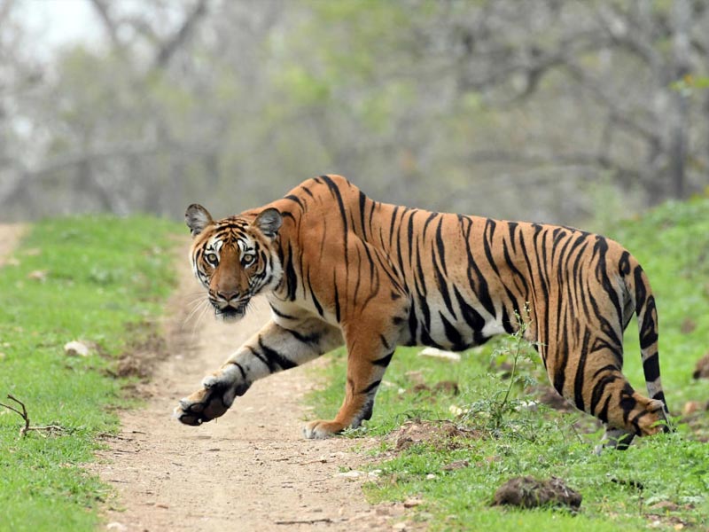 madumalai tiger reserve