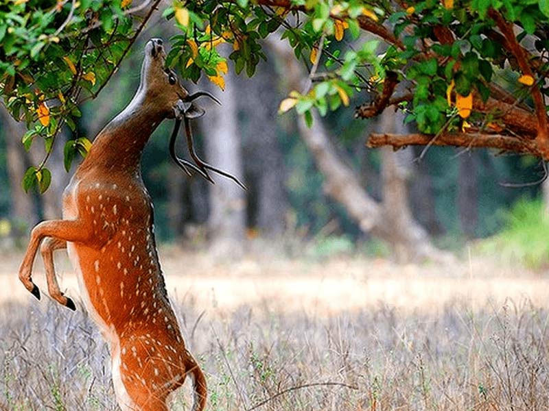 nanda devi national park
