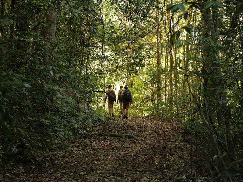 jungle walk