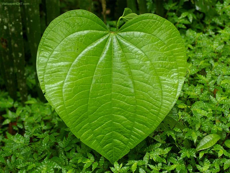 benefits of betel leaves