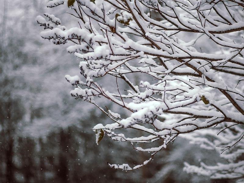 Lambasingi snow
