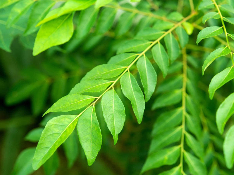 benefits of curry leaves