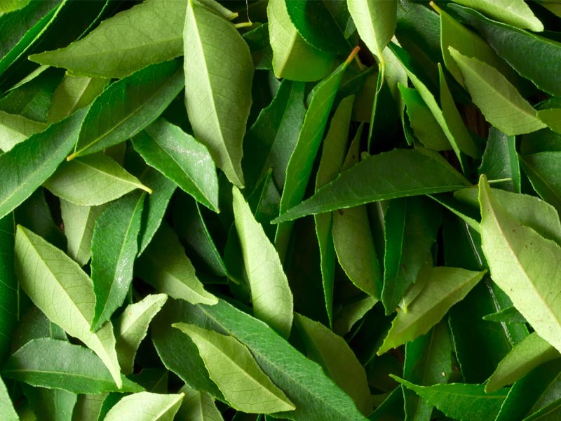 curry leaves benefits