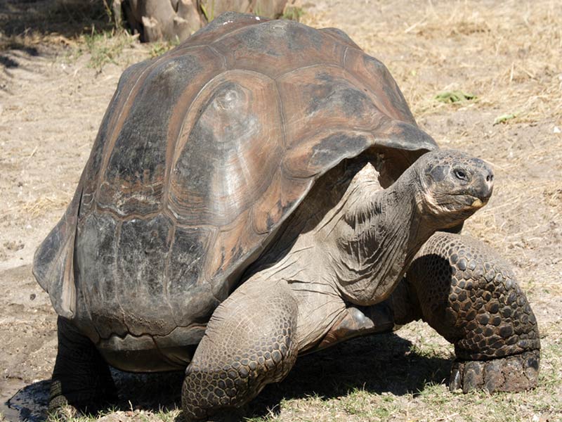 Galapagos island tortoise