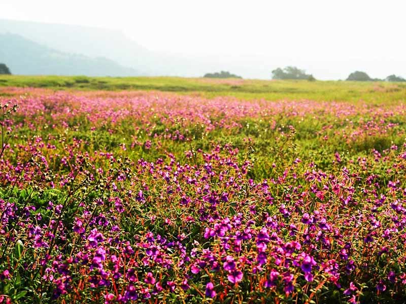 kaas plateau