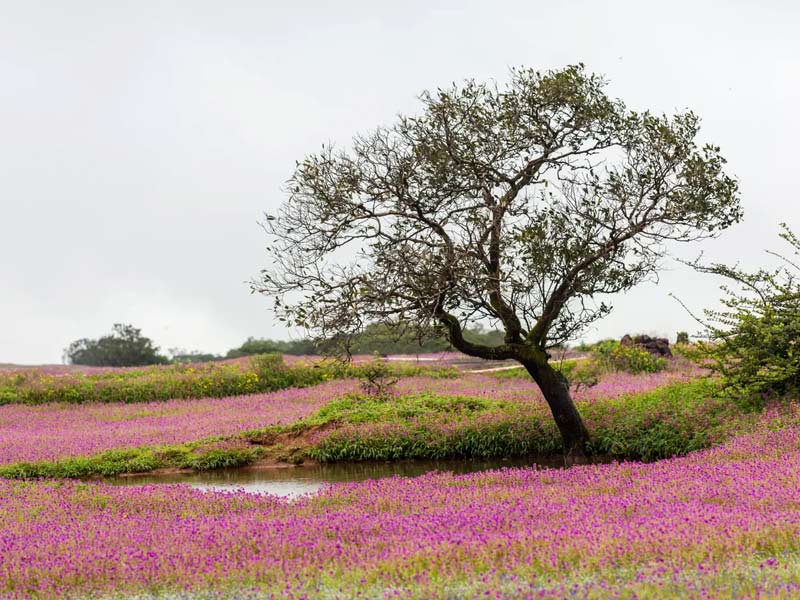 kaas plateau