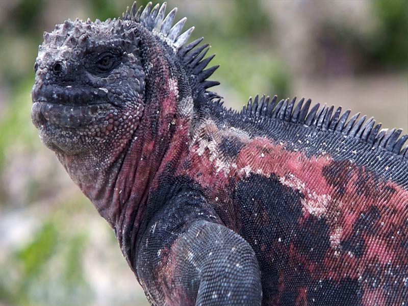 Galapagos island iguanas