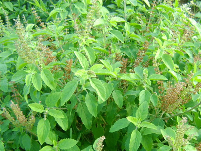 benefits of tulsi