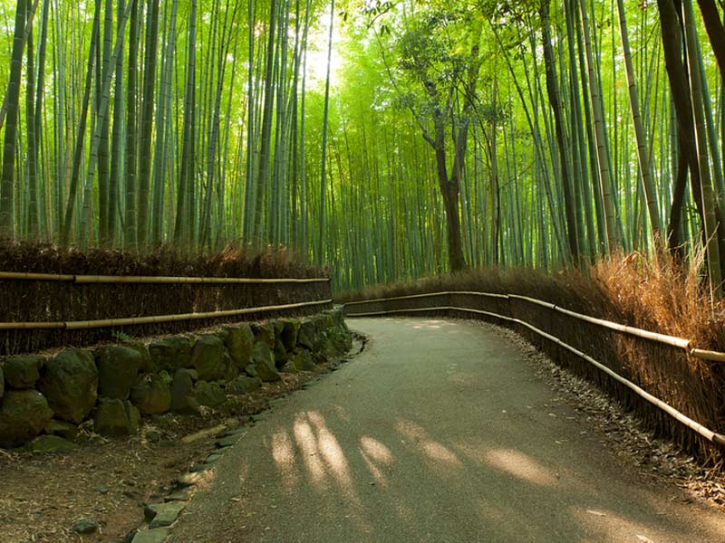 arashiyama bamboo forest