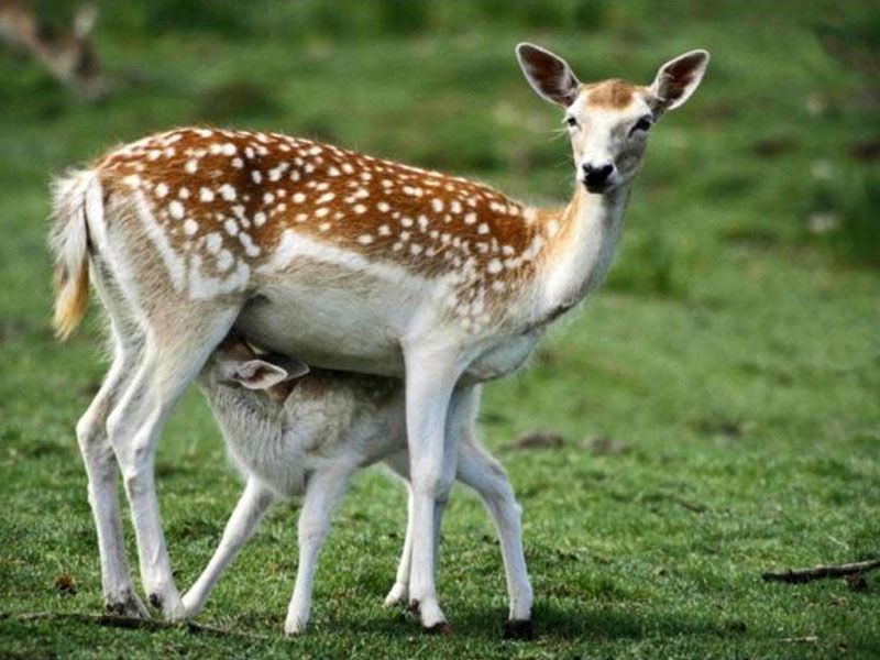 askot musk deer