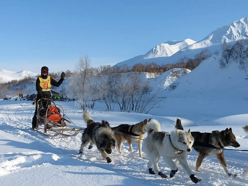 dog slegh in Svalbard