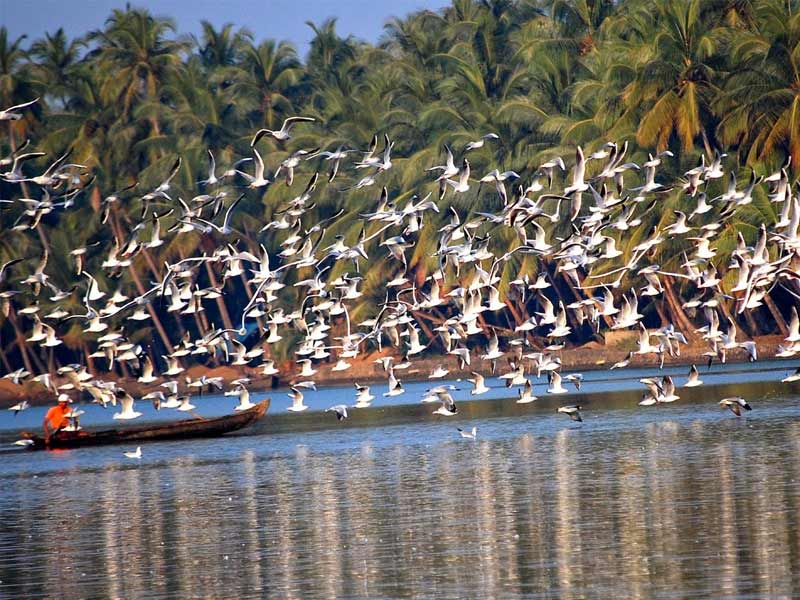 kadalundi bird sanctuary