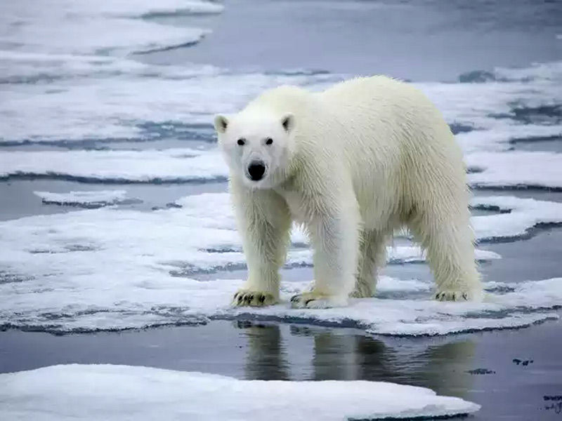 polar bears in Svalbard