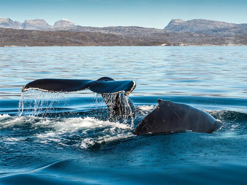 whale watching in greenalnd