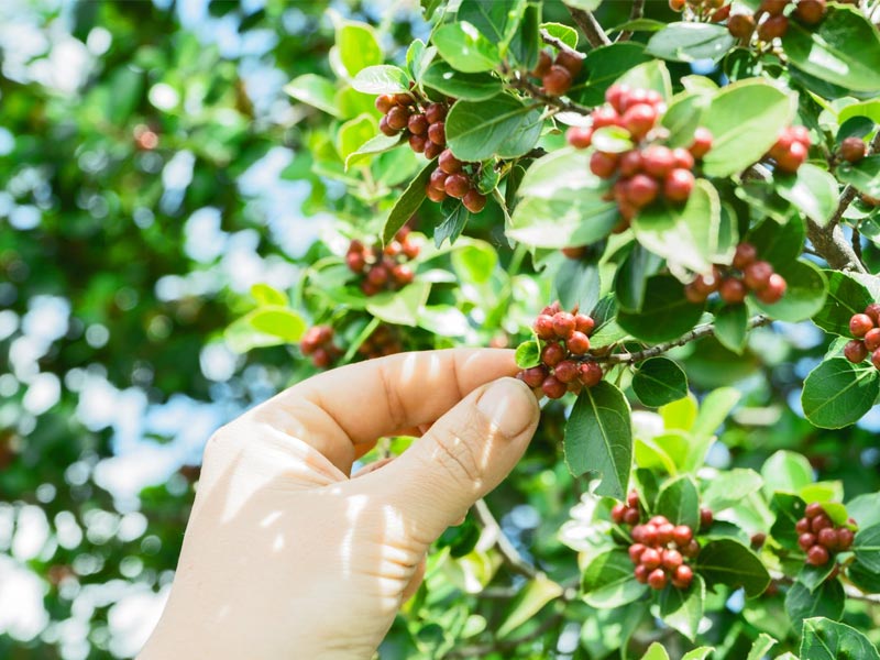 Daringbadi coffee, Daringbadi