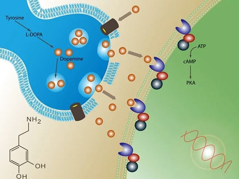 dopamine detox, dopamine