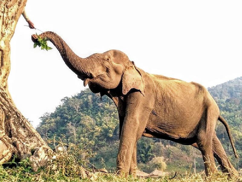 saza wildlife santuary