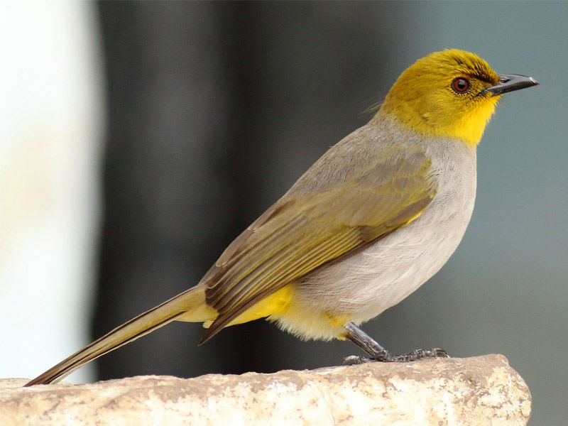 yellow throated bulbul, Horsley Hills