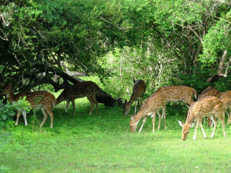 kotagarh sanctuary, Darinbadi, odisha