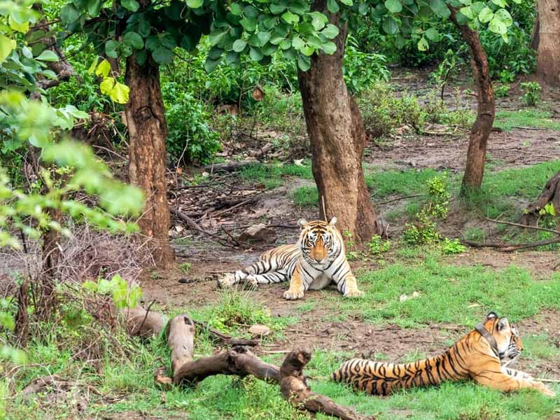 sariska national park