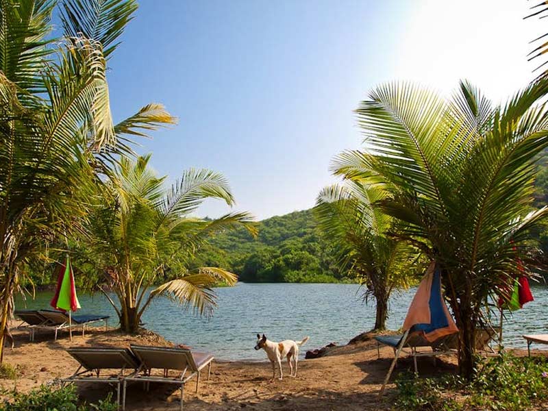 arambol beach, arambol beach goa