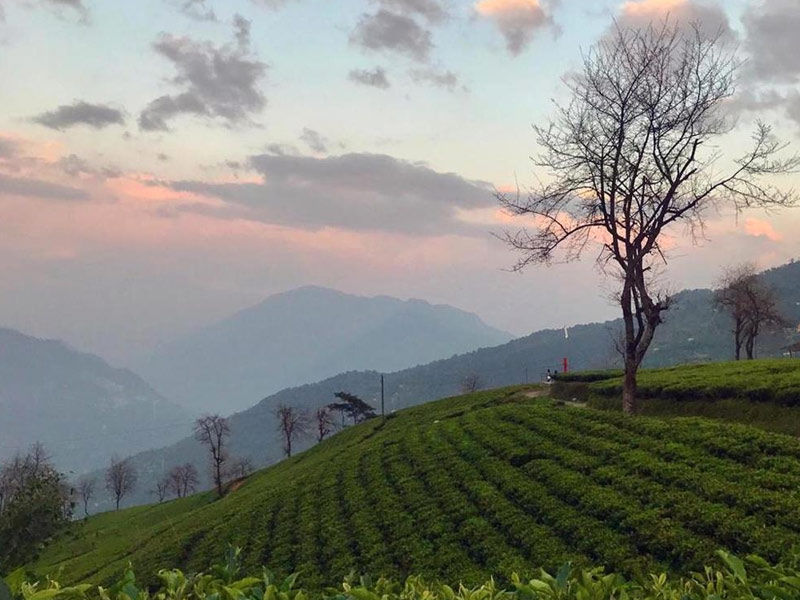 tarku, tarku sikkim