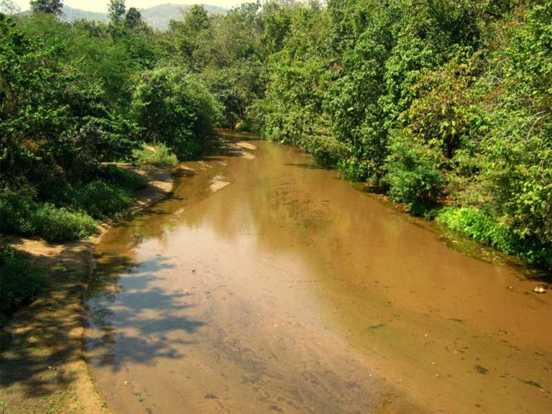 tumeric garden, Darinbadi, odisha