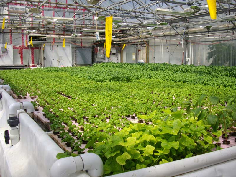 vertical farming, vertical farming benefits, vertical farming advantages, vertical farming about, what is vertical farming, all about vertical farming, vertical farming facts, future of farming