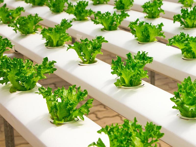 vertical farming, vertical farming benefits, vertical farming advantages, vertical farming about, what is vertical farming, all about vertical farming, vertical farming facts, future of farming