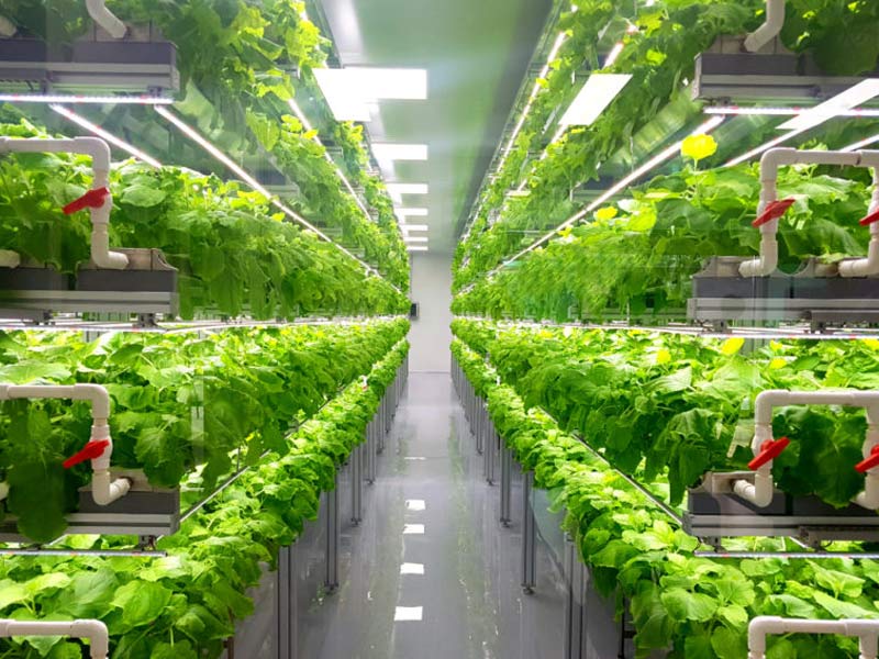 vertical farming, vertical farming benefits, vertical farming advantages, vertical farming about, what is vertical farming, all about vertical farming, vertical farming facts, future of farming