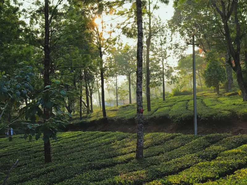 valparai, valparai resorts, valparai weather, valparai tourist places, valparai hotels, valparai tamil nadu, valparaiso, valparai visiting places valparai temperature, valparai cottages, valparai places to visit, valparai stay, valparai homestay, valparai balaji temple, valparai distance, valparai hills, valparai district, valparai waterfalls, valparai tourism, valparai travel, valparai travel guide, valparai travel blog,