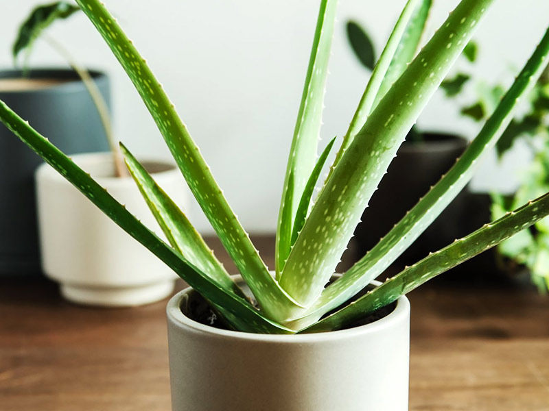 Easy Houseplants