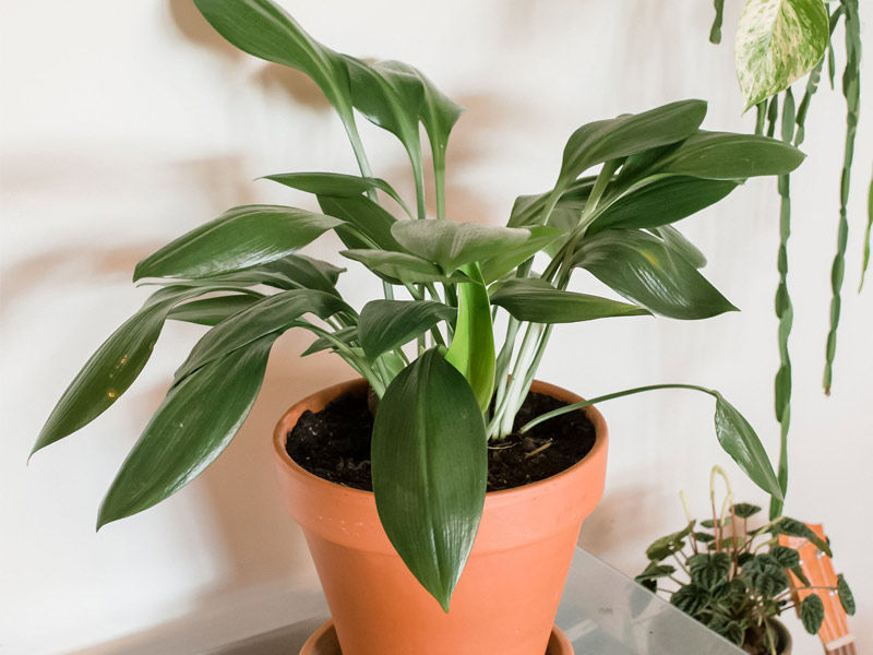 Easy Houseplants