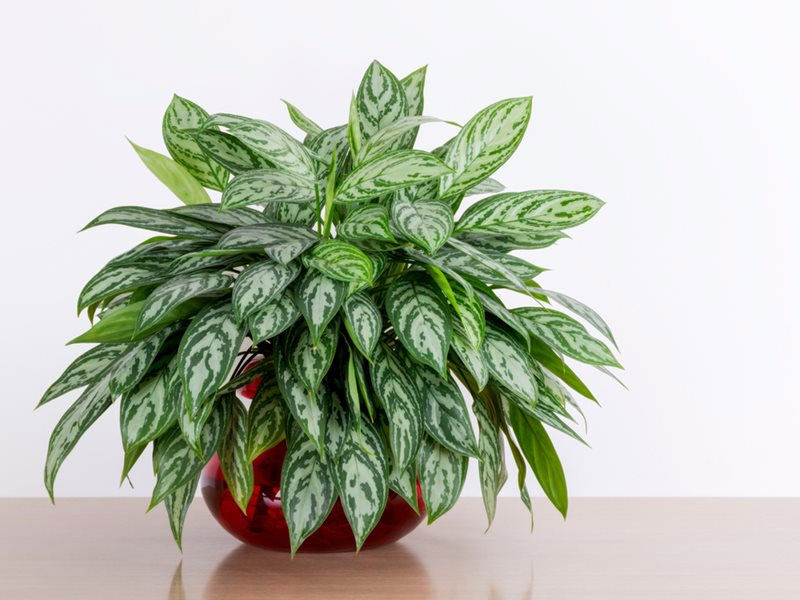 Easy Houseplants