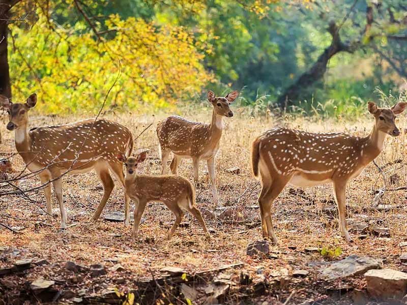 Best national parks in India