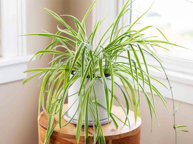 Easy Houseplants