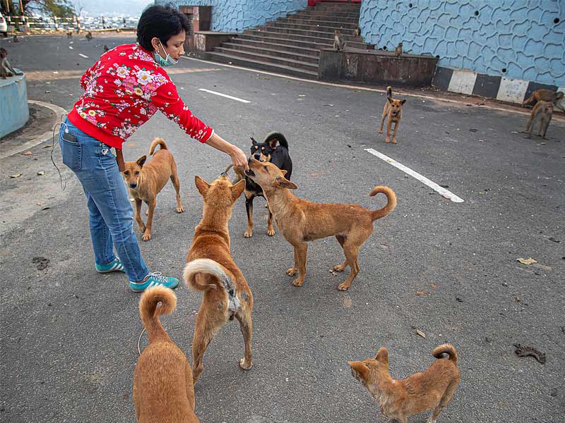 stray animals during heatwave, stray animals during heatwave article, stray animals during heatwave animals, stray animals during heatwave animal rescue, stray animals during heatwave animal crossing, heatwave, keep house cool in heatwave, keeping cats cool in a heatwave, keep cool during heatwave, july heatwave 2021, july heatwave, june heatwave, stray animals, how to help stray animals, stray animals problem, importance of feeding stray animals, why should we help stray animals, problems faced by stray animals, problem of stray animals essay, stray animals article, awaaz voice of stray animals