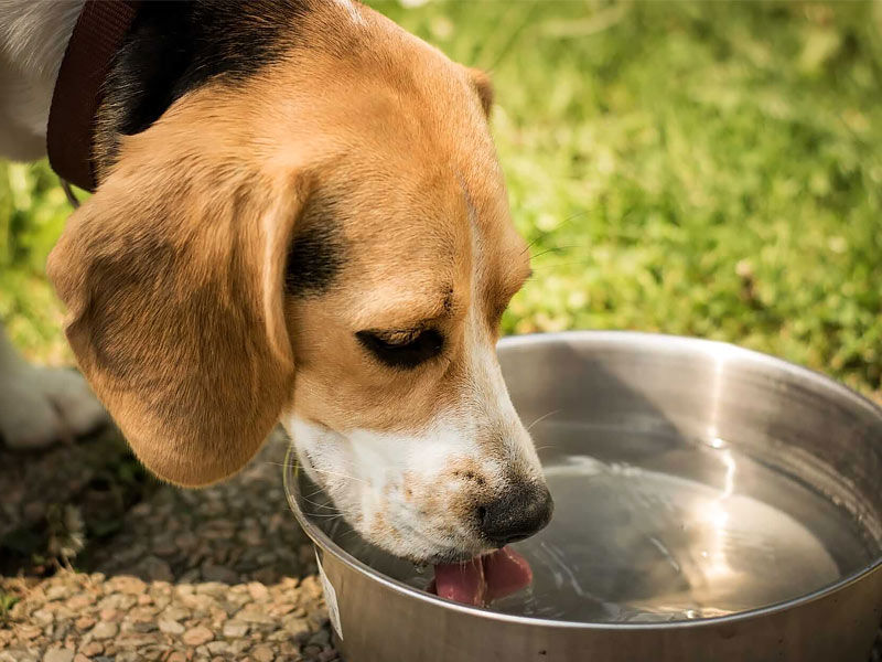 stray animals during heatwave, stray animals during heatwave article, stray animals during heatwave animals, stray animals during heatwave animal rescue, stray animals during heatwave animal crossing, heatwave, keep house cool in heatwave, keeping cats cool in a heatwave, keep cool during heatwave, july heatwave 2021, july heatwave, june heatwave, stray animals, how to help stray animals, stray animals problem, importance of feeding stray animals, why should we help stray animals, problems faced by stray animals, problem of stray animals essay, stray animals article, awaaz voice of stray animals