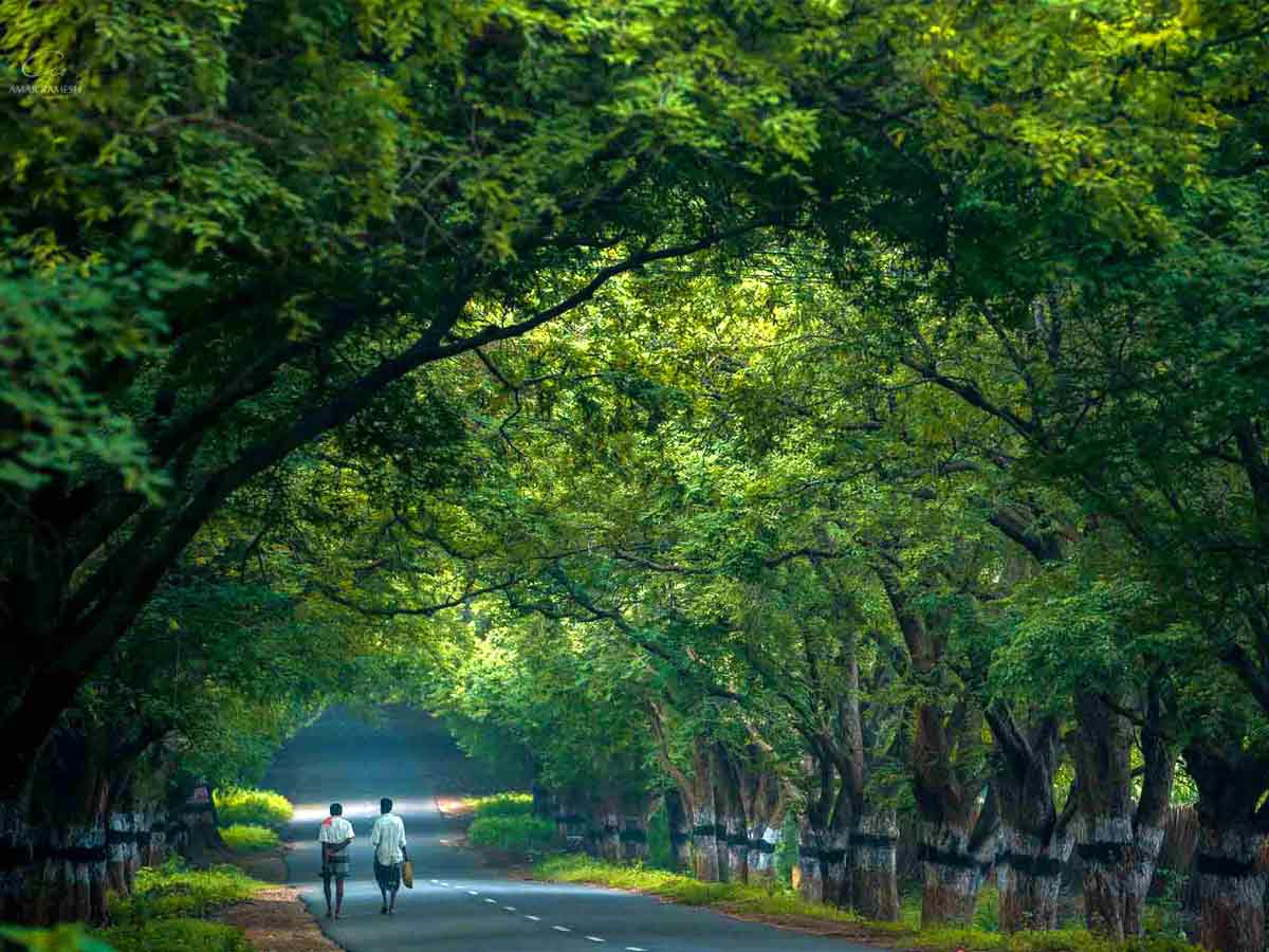 if u ever decide to come to my place Pollachi  Beautiful nature  Kerala Nature