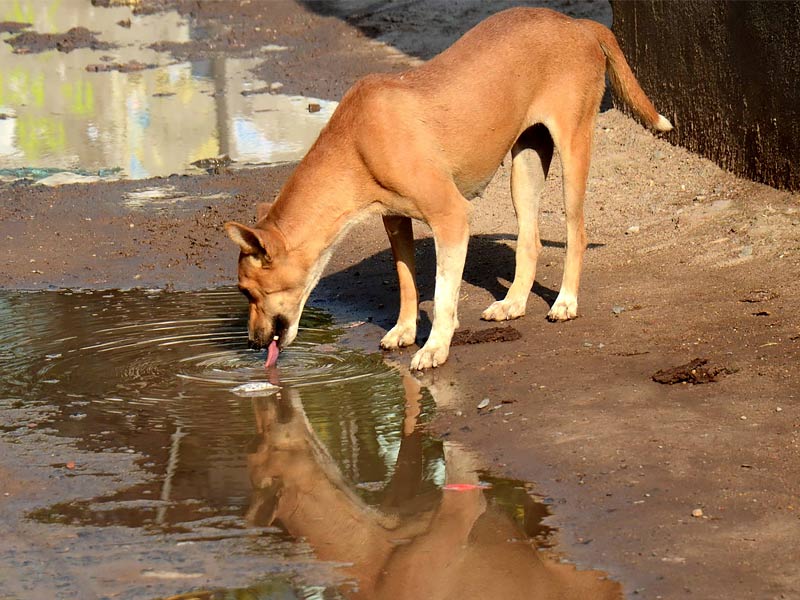 stray animals during heatwave, stray animals during heatwave article, stray animals during heatwave animals, stray animals during heatwave animal rescue, stray animals during heatwave animal crossing, heatwave, keep house cool in heatwave, keeping cats cool in a heatwave, keep cool during heatwave, july heatwave 2021, july heatwave, june heatwave, stray animals, how to help stray animals, stray animals problem, importance of feeding stray animals, why should we help stray animals, problems faced by stray animals, problem of stray animals essay, stray animals article, awaaz voice of stray animals