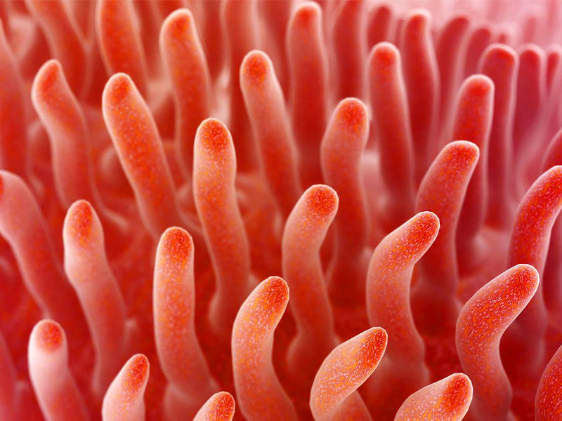 celiac disease, celiac disease diet, celiac disease symptoms, celiac disease test, signs of celiac disease, celiac disease treatment, how i knew i had celiac disease, how is celiac disease diagnosed, blood test for celiac disease, is celiac disease genetic, celiac disease rash, celiac disease symptoms in females, celiac disease diagnosis, celiac disease in children, celiac disease poop, celiac disease awareness month, celiac disease autoimmune, celiac disease and anemia, celiac disease and pregnancy, celiac disease and weight gain, celiac disease age of onset, celiac disease and diabetes, celiac disease antibodies, celiac disease and alcohol, celiac disease and hypothyroidism, asymptomatic celiac disease, alcohol and celiac disease, anemia and celiac disease, anxiety and celiac disease, antibodies for celiac disease