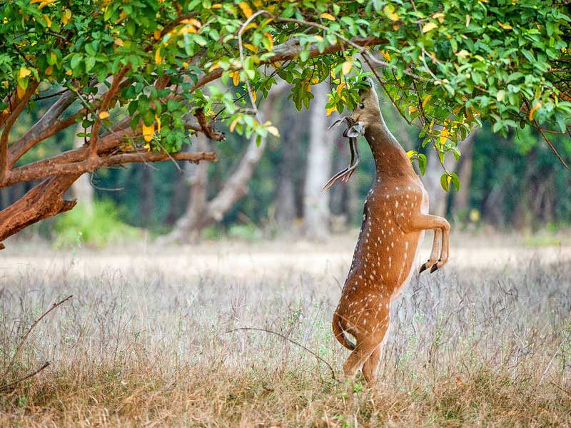 gardens in delhi, best gardens in delhi, mughal gardens in delhi, flower gardens in delhi, parks and gardens in delhi, botanical garden delhi, lodi gardens in delhi, park in delhi, deer park in delhi, wonder park in delhi, park at delhi, best park of delhi, how many national parks are there in delhi, parks open in delhi, top 5 park in delhi, park in cp delhi, butterfly park delhi in delhi, park near delhi, best parks in delhi for family picnic, five sense park in delhi, gulmohar park in delhi, green park in delhi