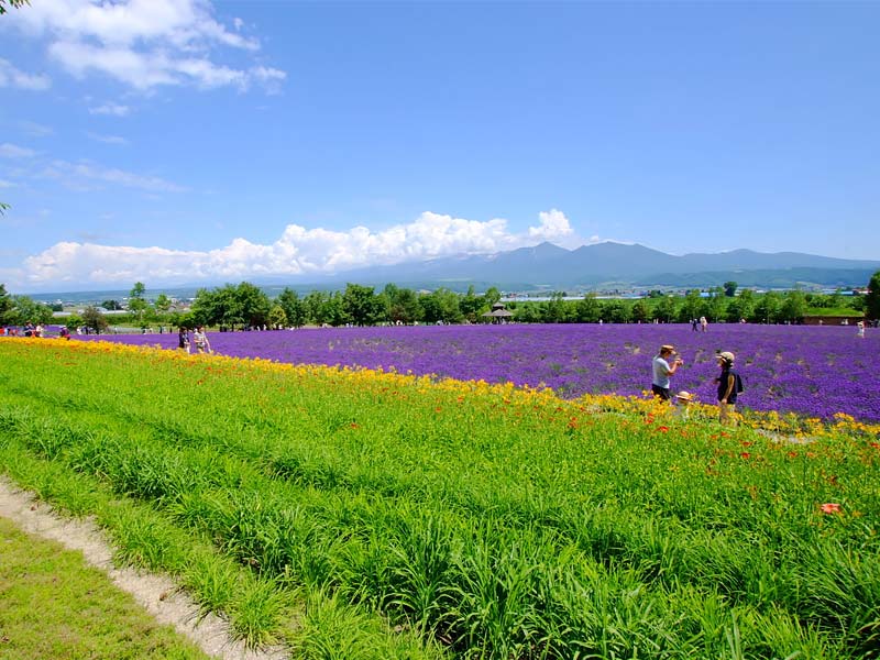 farm tomita, farm tomita best time to visit, sapporo to farm tomita, farm tomita online shop, farm tomita winter, farm tomita map, farm tomita restaurant, farm tomita opening hours, farm tomita october, farm tomita hokkaido flower fields, lavender farm tomita, tomita farm autumn, farm tomita ice cream, farm tomita drive, farm tomita de, farm tomita discography, farm tomita debussy, farm tomita essential oil, farm tomita furano, tomita farm - furano japan, tomita farm from sapporo, tomita flower farm, tomita garden farm, farm tomita hokkaido, tomita farm history, farm heroes saga grass seed levels, hokkaido farm tomita, farm tomita in may, tomita farm in furano hokkaido, farm tomita japan