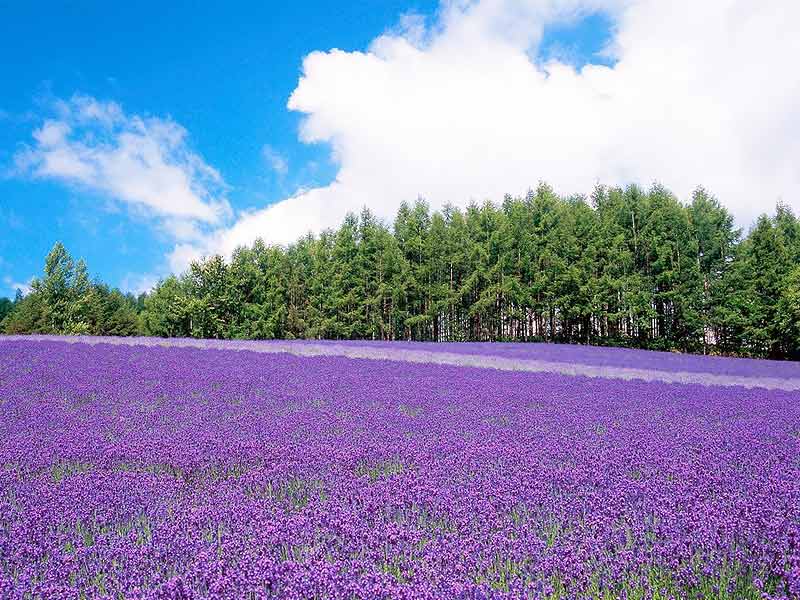 farm tomita, farm tomita best time to visit, sapporo to farm tomita, farm tomita online shop, farm tomita winter, farm tomita map, farm tomita restaurant, farm tomita opening hours, farm tomita october, farm tomita hokkaido flower fields, lavender farm tomita, tomita farm autumn, farm tomita ice cream, farm tomita drive, farm tomita de, farm tomita discography, farm tomita debussy, farm tomita essential oil, farm tomita furano, tomita farm - furano japan, tomita farm from sapporo, tomita flower farm, tomita garden farm, farm tomita hokkaido, tomita farm history, farm heroes saga grass seed levels, hokkaido farm tomita, farm tomita in may, tomita farm in furano hokkaido, farm tomita japan