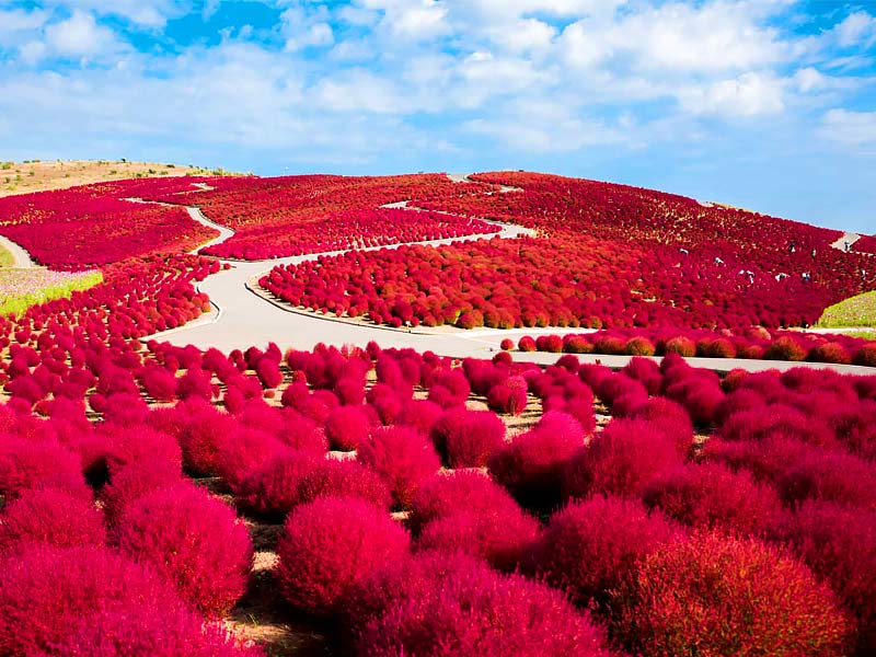 hitachi seaside park, kochias at hitachi seaside park, nemophila hitachi seaside park, ibaraki hitachi seaside park, kochias at hitachi seaside park japan, hitachi seaside park from tokyo, kochia garden at the hitachi seaside park, hitachi seaside park blue flowers, hitachi seaside park wallpaper, how to get to hitachi seaside park from tokyo, hitachi seaside park japan, hitachi seaside park autumn, hitachi seaside park august, hitachi seaside park april, hitachi seaside park autumn november, hitachi seaside park access, hitachi seaside park autum, hitachi seaside amusement park, hitachi seaside park japan autumn, autumn hitachi seaside park, ashikaga flower park to hitachi seaside park, autumn hitachi seaside park japan, hitachi seaside park best time to visit, hitachi seaside park bus, beautiful kochias at hitachi seaside park japan, best time to visit hitachi seaside park, ibaraki rainbow-colored hitachi seaside park, công viên hitachi seaside park, what to do in hitachi seaside park, hitachi seaside park flowers