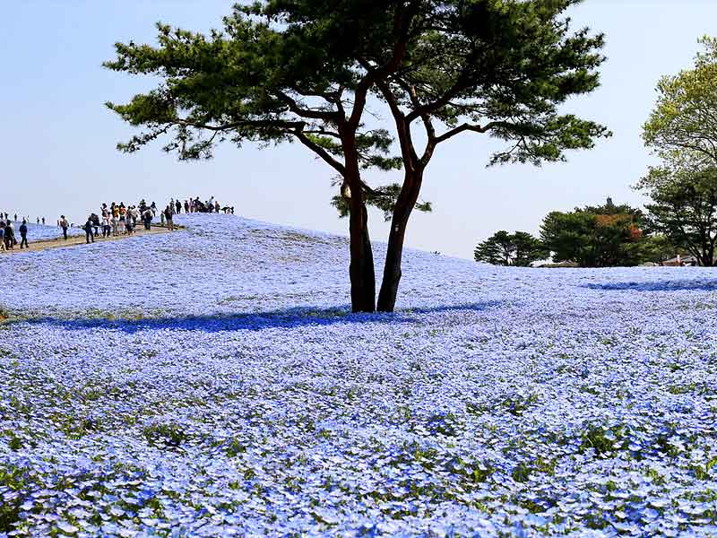 hitachi seaside park, kochias at hitachi seaside park, nemophila hitachi seaside park, ibaraki hitachi seaside park, kochias at hitachi seaside park japan, hitachi seaside park from tokyo, kochia garden at the hitachi seaside park, hitachi seaside park blue flowers, hitachi seaside park wallpaper, how to get to hitachi seaside park from tokyo, hitachi seaside park japan, hitachi seaside park autumn, hitachi seaside park august, hitachi seaside park april, hitachi seaside park autumn november, hitachi seaside park access, hitachi seaside park autum, hitachi seaside amusement park, hitachi seaside park japan autumn, autumn hitachi seaside park, ashikaga flower park to hitachi seaside park, autumn hitachi seaside park japan, hitachi seaside park best time to visit, hitachi seaside park bus, beautiful kochias at hitachi seaside park japan, best time to visit hitachi seaside park, ibaraki rainbow-colored hitachi seaside park, công viên hitachi seaside park, what to do in hitachi seaside park, hitachi seaside park flowers