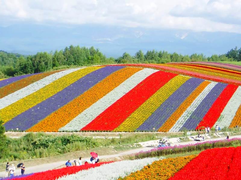 farm tomita, farm tomita best time to visit, sapporo to farm tomita, farm tomita online shop, farm tomita winter, farm tomita map, farm tomita restaurant, farm tomita opening hours, farm tomita october, farm tomita hokkaido flower fields, lavender farm tomita, tomita farm autumn, farm tomita ice cream, farm tomita drive, farm tomita de, farm tomita discography, farm tomita debussy, farm tomita essential oil, farm tomita furano, tomita farm - furano japan, tomita farm from sapporo, tomita flower farm, tomita garden farm, farm tomita hokkaido, tomita farm history, farm heroes saga grass seed levels, hokkaido farm tomita, farm tomita in may, tomita farm in furano hokkaido, farm tomita japan