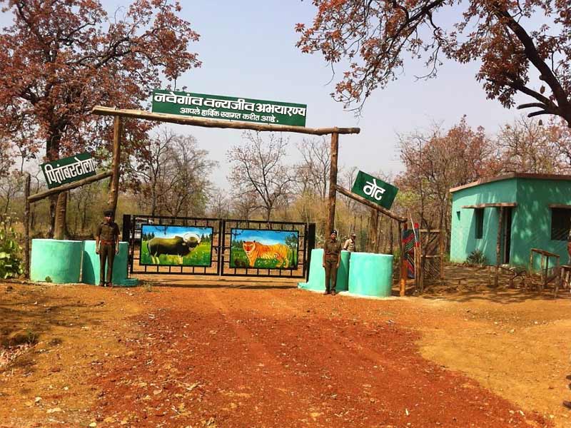 tadoba national park, best time to visit tadoba national park, how to reach tadoba national park, nagpur to tadoba national park, methodology of tadoba national park, tadoba national park resorts, tadoba national park in which state, tadoba national park is famous for which animal, tadoba national park india, tadoba national park area, tadoba national park animals, tadoba national park accommodation, tadoba national park august, tadoba national park nearest airport, tadoba national park tiger attack, animals found in tadoba national park, about tadoba national park, adilabad to tadoba national park, animals in tadoba national park, tadoba national park best time to visit, tadoba national park black panther, tadoba national park black leopard, tadoba national park bamboo forest, birds found in tadoba national park, tadoba national park tiger count, tadoba national park famous for, tadoba national park facts, flora and fauna of tadoba national park, flora of tadoba national park, fauna of tadoba national park