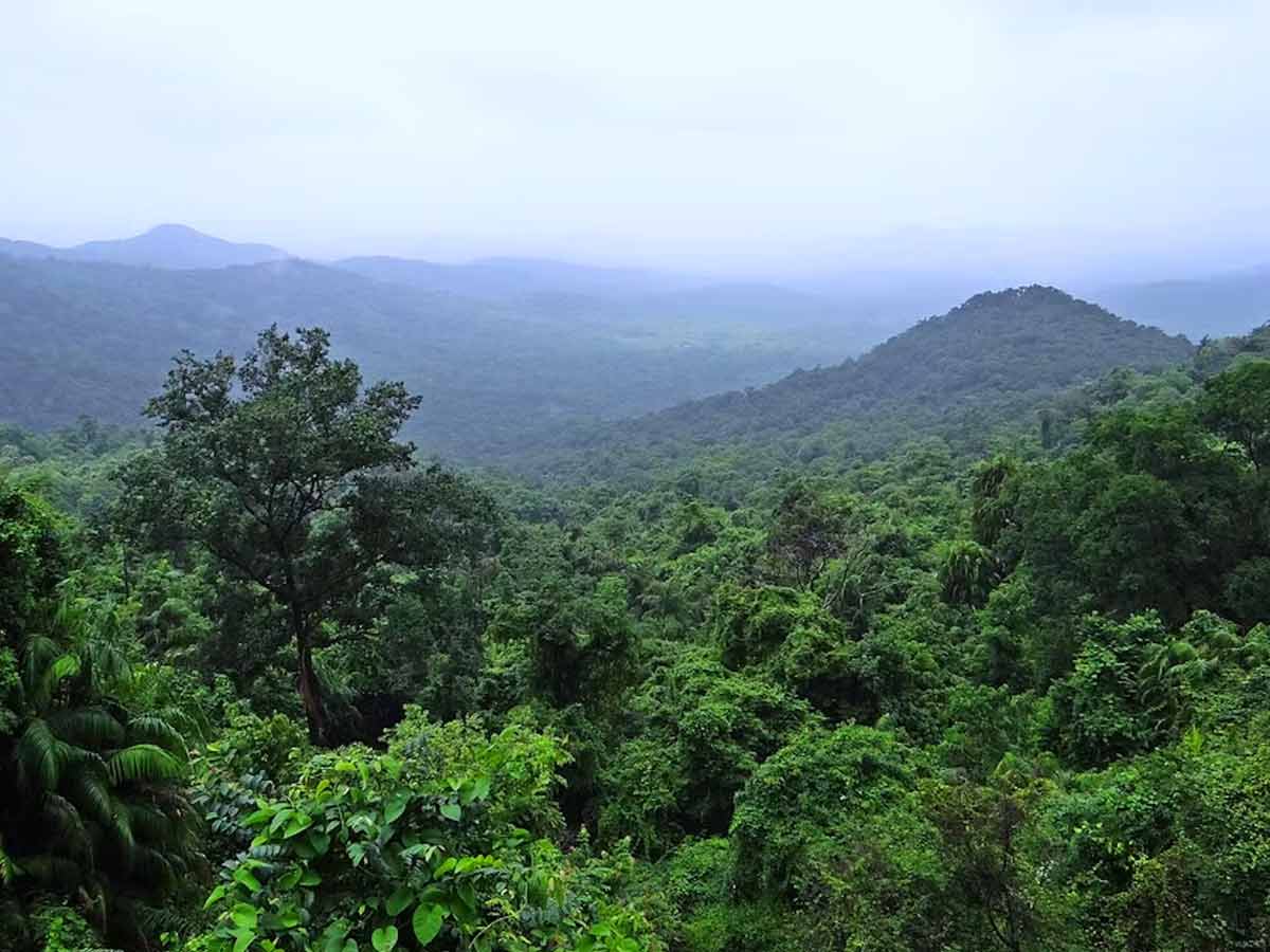 rainforests of india, tropical rainforests of india, names of rainforests in india, which of the following places in india has rainforest, how many rainforests are there in india, does india have a rainforest, rainforests of india and surrounding countries, rainforests of india and their location, rainforests of india and their names, what are the 3 types of rainforests, rainforests in india, rainforests list, is there any rainforest in pakistan, where are rainforests found in india, how many rainforests are there in sri lanka, indian rainforests, jungles of india, how much of india is rainforest, rainforests of india largest, rainforest india map, rainforests of india news, rainforests of india national geographic